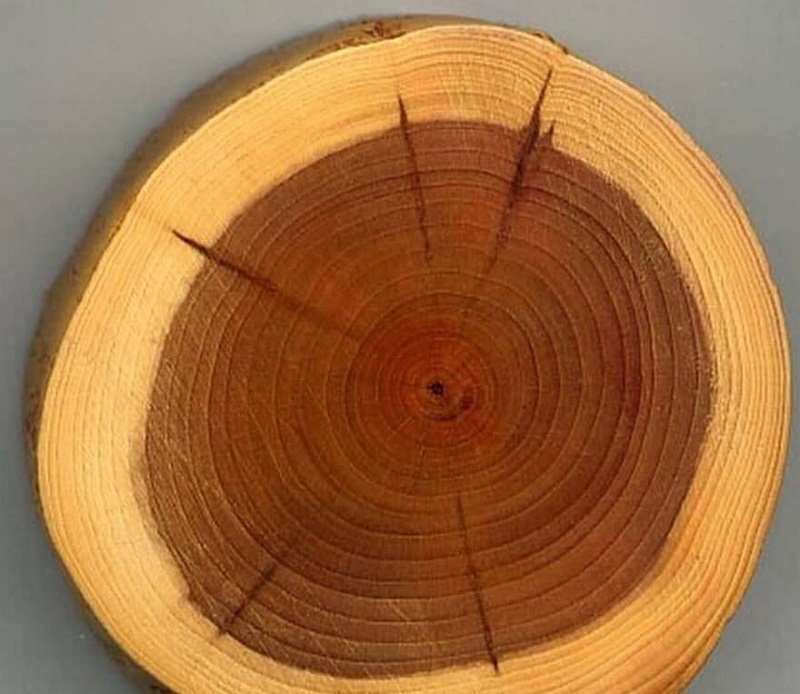 Phân loại gỗ gụ thế nào? 