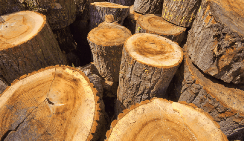 Đặc điểm của gỗ gù hương là gì?