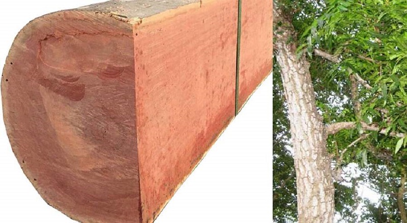 Tìm hiểu cơ bản về gỗ xoan đào