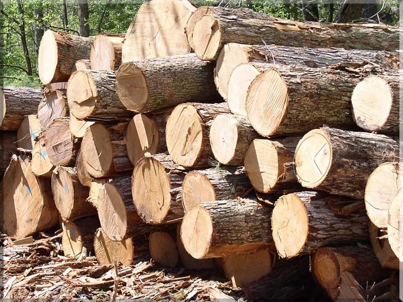 Tìm hiểu về gỗ thông