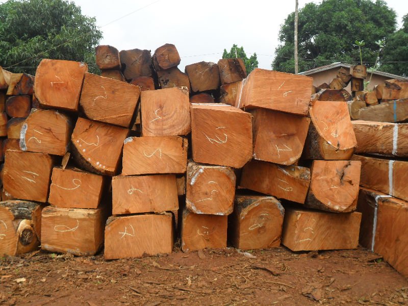 Giá gỗ gõ đỏ bao nhiêu tiền 1m2, 1 khối?
