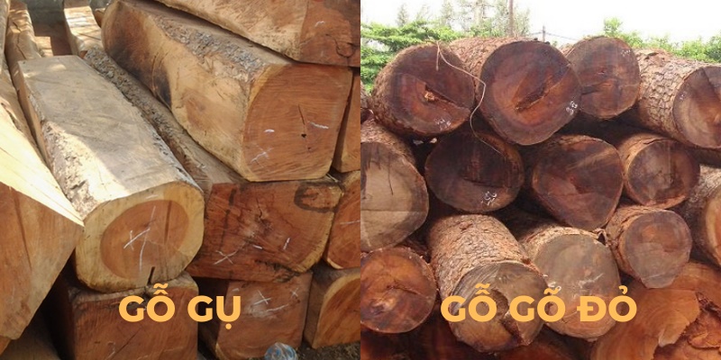 Tìm hiểu về gỗ gụ và gỗ gõ đỏ