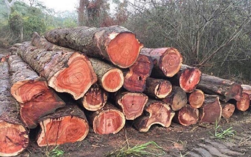 So sánh gỗ Cẩm Lai và gỗ Hương loại nào tốt hơn?