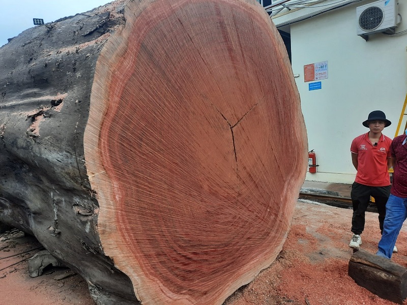 Top 10 loại gỗ đắt nhất tại Việt Nam ( https://cuagocaocap.vn › go-dat-nhat... ) 