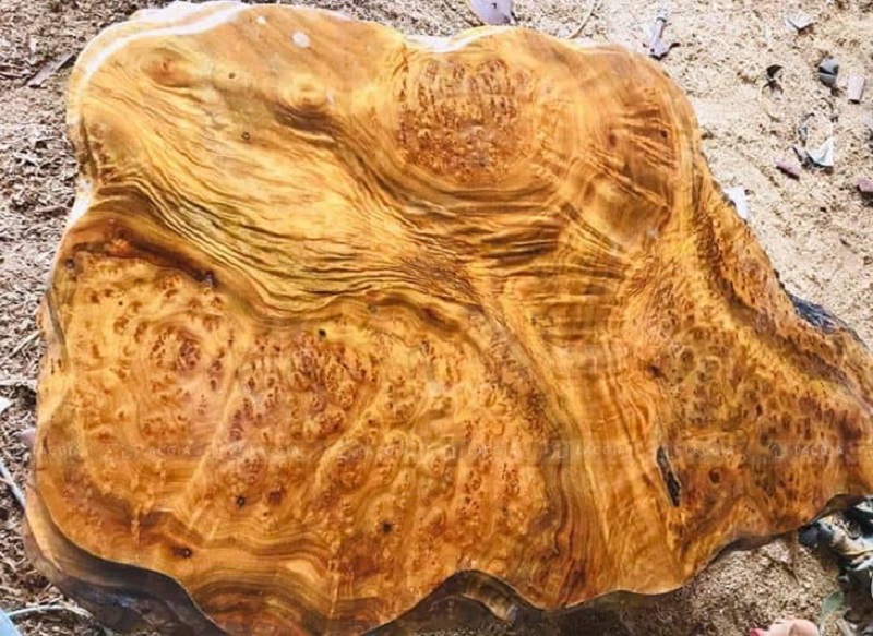 Công dụng của gỗ gù hương là gì?