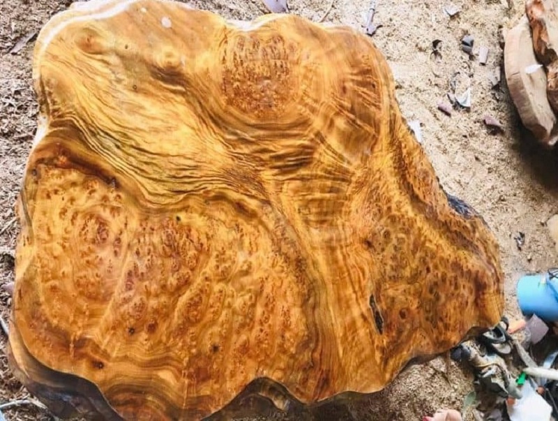 Phân loại gỗ xá xị thế nào?