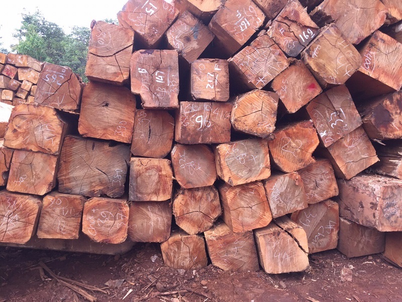 Cách phân biệt gỗ lim Lào và lim Việt Nam